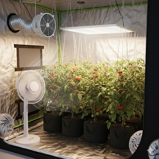 Beat the Heat: A UK Grower's Guide to Keeping Your Indoor Garden Cool This Summer