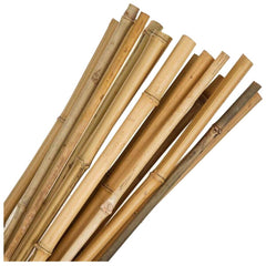 Bamboo Canes